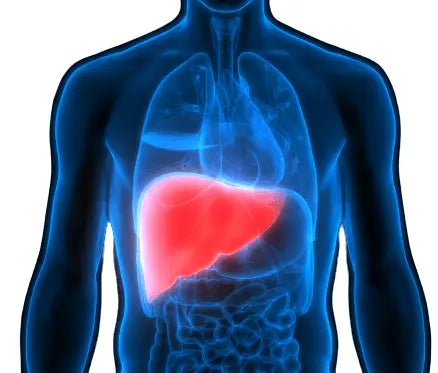 Liver Health - Nutrixia Food