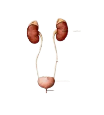 Urinary & Kidney Health - Nutrixia Food