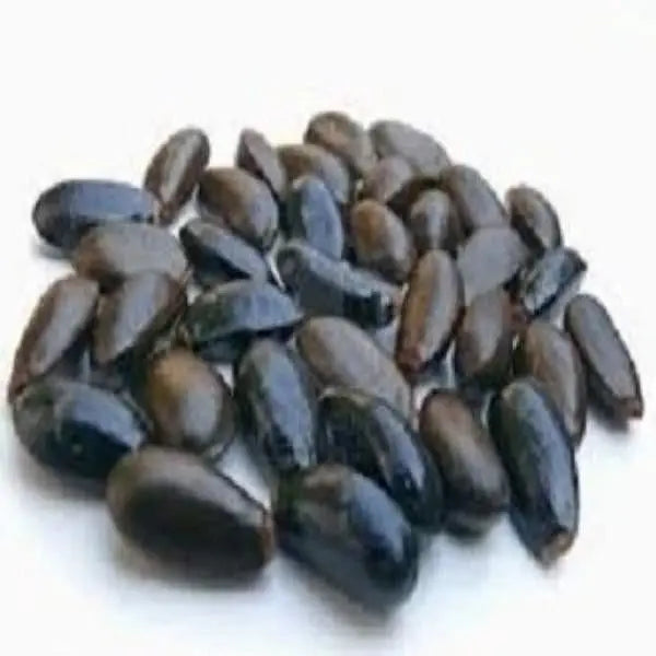 Custard Apple Seed / कस्टर्ड एप्पल बीज / Annona Squamosa