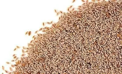 Isabgol Beej / इसबगुल बीज / Flea Seed / Plantago Ovata