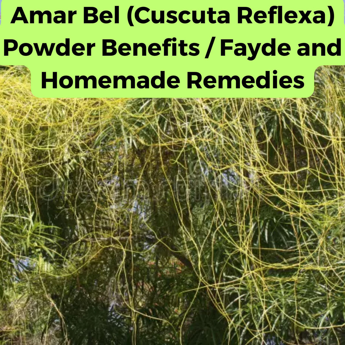 Amar Bel (Cuscuta Reflexa) Powder Benefits  Fayde and Homemade Remedies