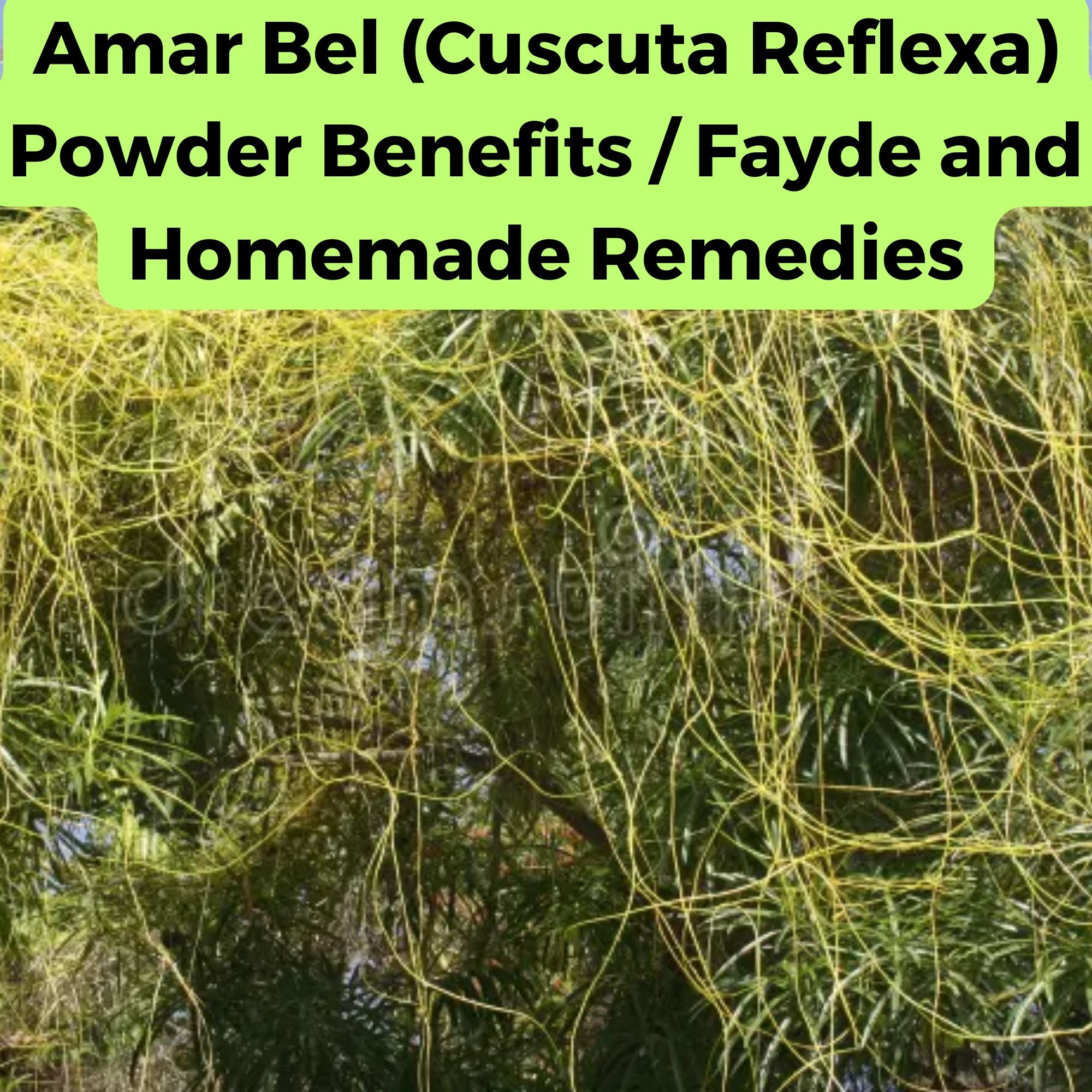 Amar Bel (Cuscuta Reflexa) Powder Benefits  Fayde and Homemade Remedies