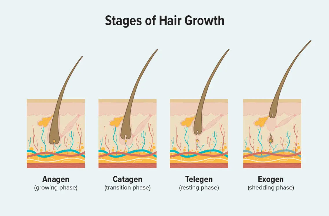 Ayurvedic Remedies for Hair Growth: An Introduction Nutrixia Food