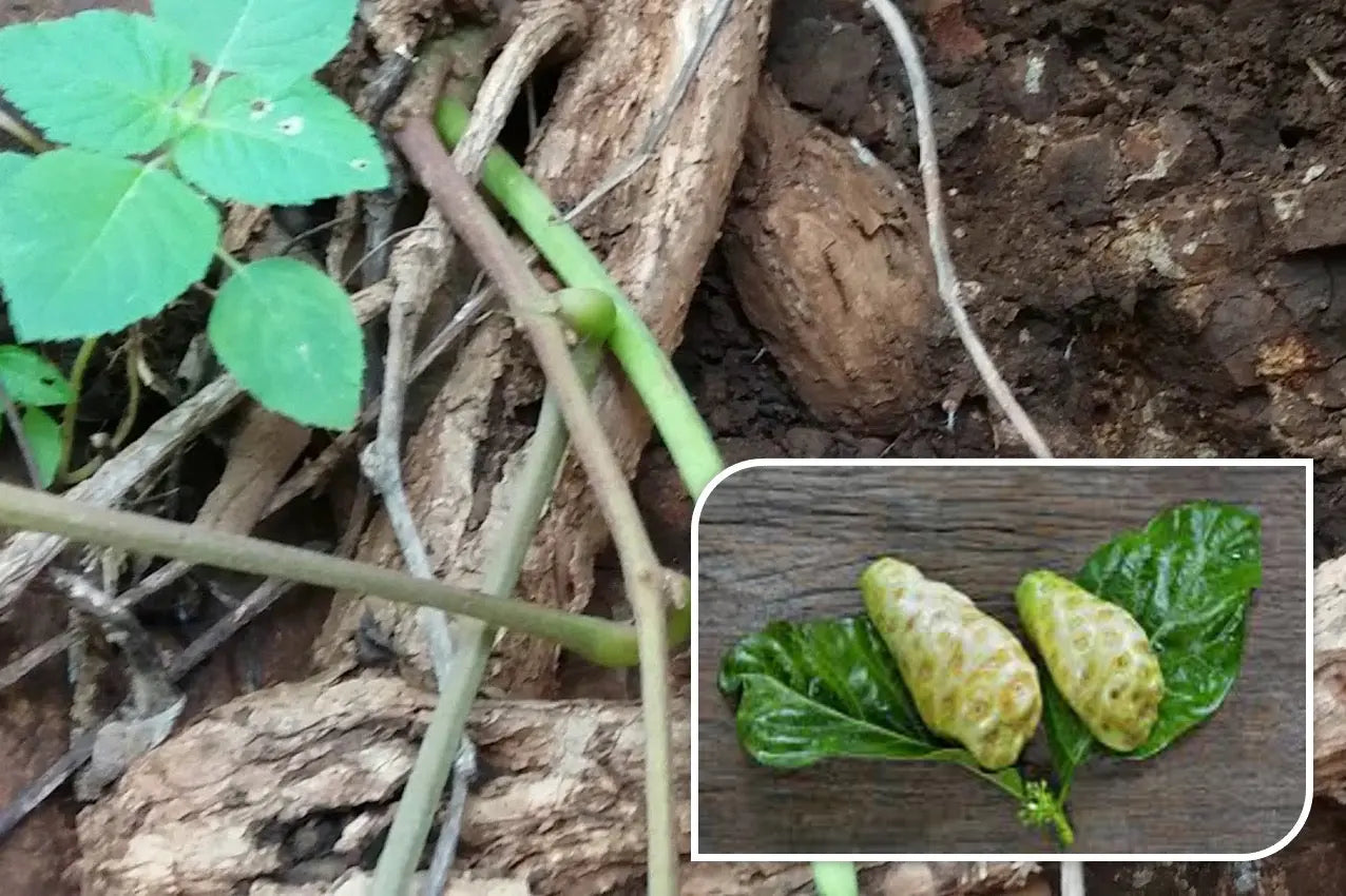 What are the benefits/Uses/Fayde of Vidarikand //Dioscorea bulbifera /Indian Kudzu / Bidharkand Safed, what are its other names in India, what are the side effects, how should it be taken, and what are some homemade remedies involving it?