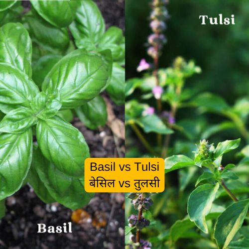 तुलसी vs बेसिल: क्या अंतर है? basil vs tulsi