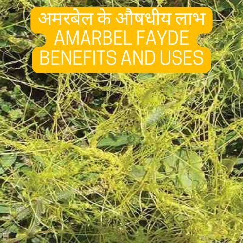 Amar bel ke Fayde benefits 