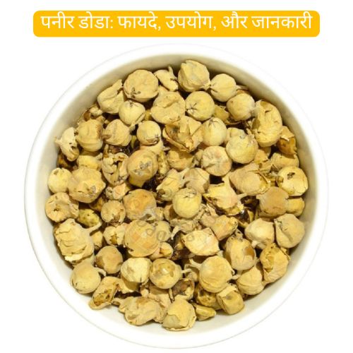 पनीर डोडा: फायदे, उपयोग, और जानकारी paneer doda fayde benefits
