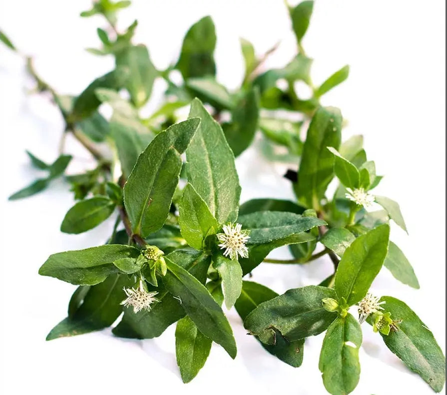 What are the benefits/Uses/Fayde of Bhringraj / Eclipta prostrata , what are its other names in India, what are the side effects, how should it be taken, and what are some homemade remedies involving it?