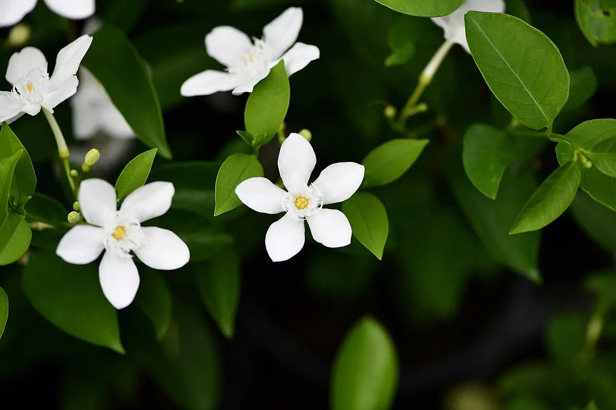 What are the benefits/Uses/Fayde of Indrajav holarrhena pubescens , what are its other names in India, what are the side effects, how should it be taken, and what are some homemade remedies involving it?also write 10 FAQ and answers to it
