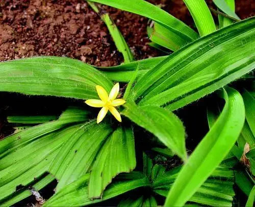 What are the benefits/Uses/Fayde of Kali musli Curculigo orchioides, what are its other names in India, what are the side effects, how should it be taken, and what are some homemade remedies involving it?