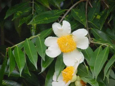 What are the benefits/Uses/Fayde of Nagkesar, what are its other names in India, what are the side effects, how should it be taken, and what are some homemade remedies involving it