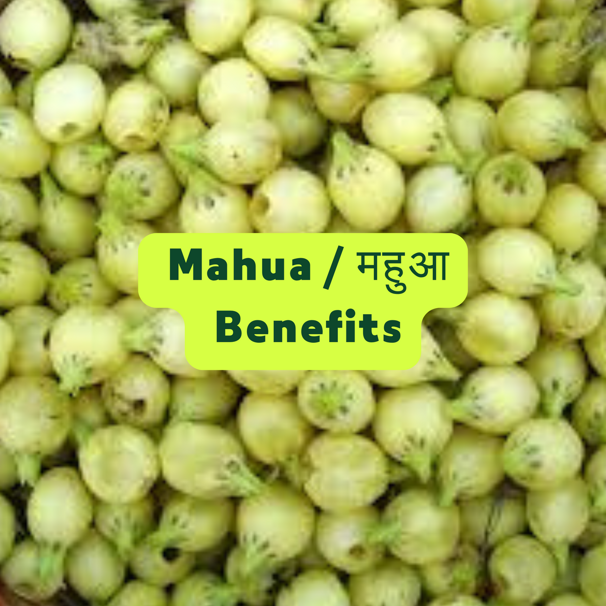 Mahua (मधुका इण्डिका) Fayde / Benefits, Other Names, and Side Effects ...