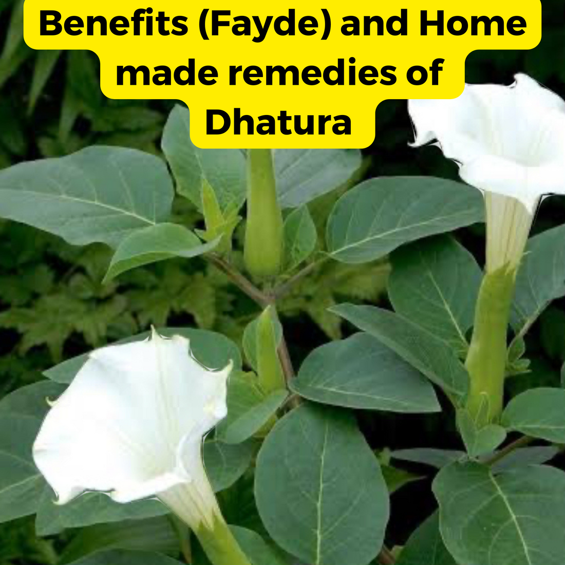 Dhatura fayde benefits home made remedies