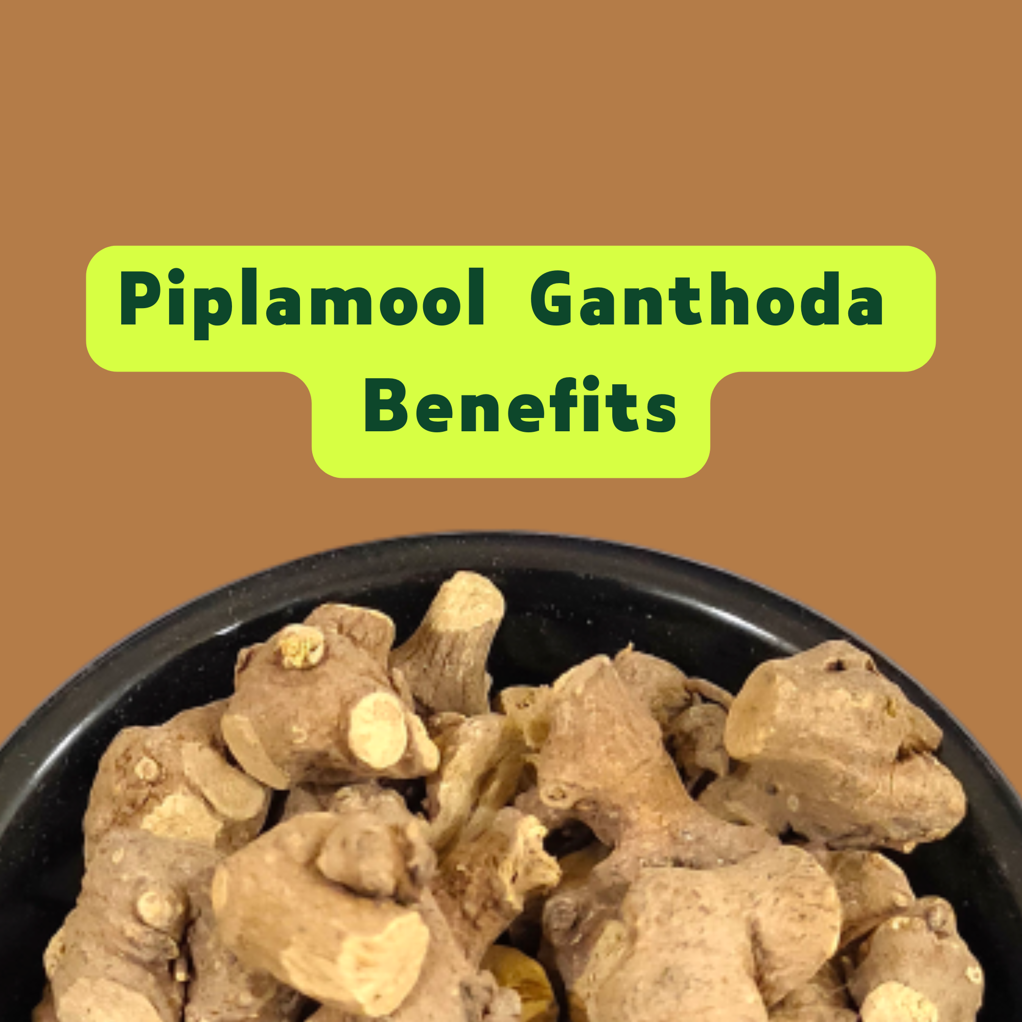 Piplamool (Pipal Mul, Ganthoda) Fayde  Benefits, Other Names, and Side Effects