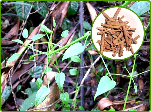 What are the benefits/Uses/Fayde of Manjistha Powder / मंजिष्ठा / Rubia cordifolia, what are its other names in India, what are the side effects, how should it be taken, and what are some homemade remedies involving it?