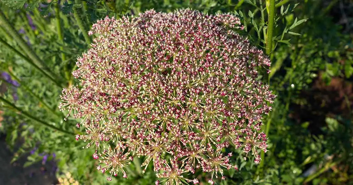 What are the benefits?fayde/Uses of Carrot seeds or Gajar beej?  what are its other names in India, what are the side effects, how should it be taken, and what are some homemade remedies involving it Nutrixia Food