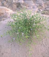 What are the benefits/Uses/Fayde of Dhamasa - धमासा - Fagonia Cretica,what are its other names in India, what are the side effects, how should it be taken, and what are some homemade remedies involving it?