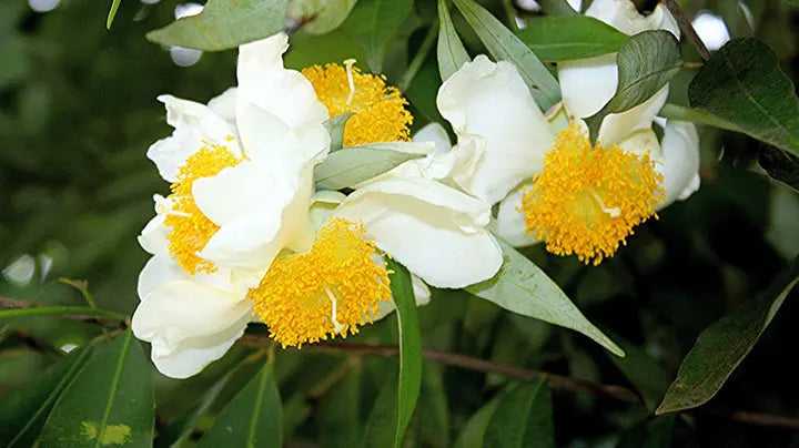 What are the benefits/Uses/Fayde of Nagkesar/नागकेसर / Ochrocarpus Longifolius,what are its other names in India, what are the side effects, how should it be taken, and what are some homemade remedies involving it