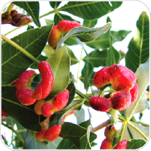 kakra singhi benefits, zebrawood herb, pistacia integerrima, ayurvedic remedy for diarrhea, natural anti-inflammatory, respiratory health herbs, immune-boosting herbs