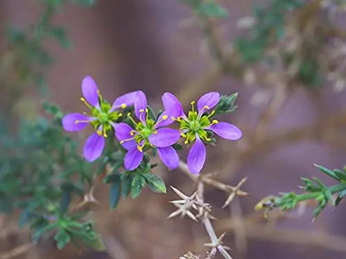 what are benefits of fagonia cretica powder and what are step by step homemade remedies for treating different diseases ? Nutrixia Food