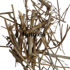 Kaunch mool root jad -kavcha-Kaunch-Mucuna Pruriens - CowhageOther Names: