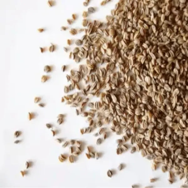 Celery Seed /  अजमोदा के बीज /  graveolens opium /Ajmoda