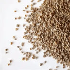 Celery Seed /  अजमोदा के बीज /  graveolens opium /Ajmoda