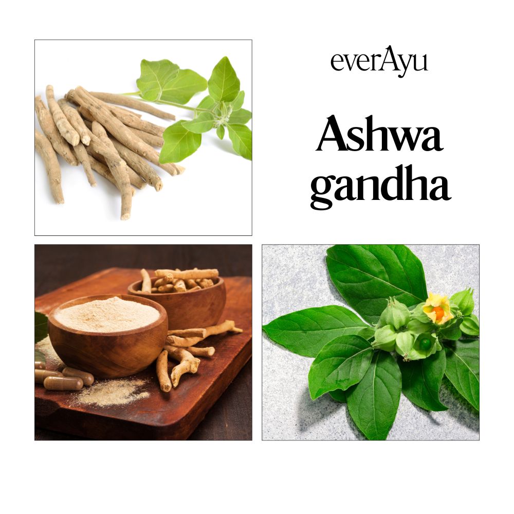 Pure Ashwagandha Powder – Asgandh / Indian Ginseng (Withania somnifera) Ayurvedic Herb