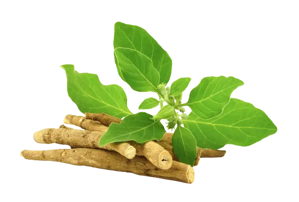 Pure Ashwagandha Powder – Asgandh / Indian Ginseng (Withania somnifera) Ayurvedic Herb