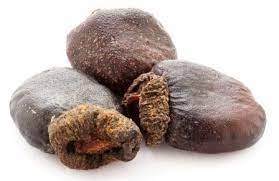 Bhilawa - Bilava -  भिलावा - Bhilava - Bilawa - Semecarpus anacardium-Bhilawa Seeds Nutrixia Food