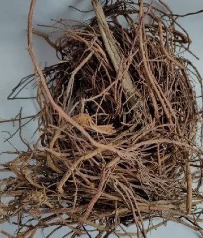 Bargad Ki Dadhi (Banyan Aerial Roots) – Ayurvedic raw herb for vitality and wellness