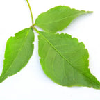Bel Leaf Dry बेल पत्ता Beal Leaves Belgiri Baelgiri Aegle Marmelos Nutrixia Food
