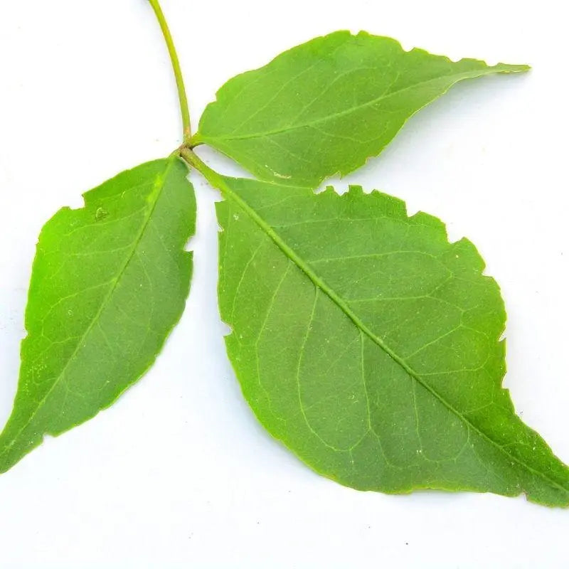 Bel Leaf Dry बेल पत्ता Beal Leaves Belgiri Baelgiri Aegle Marmelos Nutrixia Food