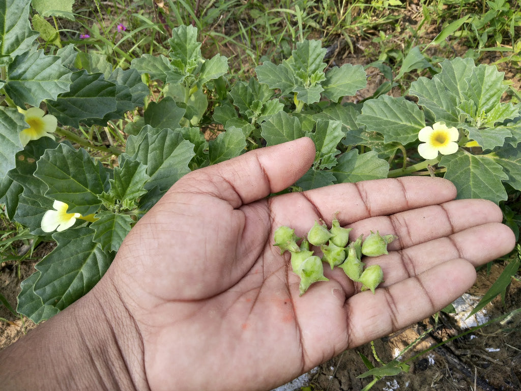 Goksuraka, Trikanata, Gokhru, Gokhuri, Gokshra, Devil’s thorn, Small Caltrop, Goat head, Puncture vine, Sharatte, Nerinjil, Betagokharu, Palleruveru, Bhakhra, Neggilu, Gokharu, Gokhri, Michirkand