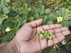 Goksuraka, Trikanata, Gokhru, Gokhuri, Gokshra, Devil’s thorn, Small Caltrop, Goat head, Puncture vine, Sharatte, Nerinjil, Betagokharu, Palleruveru, Bhakhra, Neggilu, Gokharu, Gokhri, Michirkand