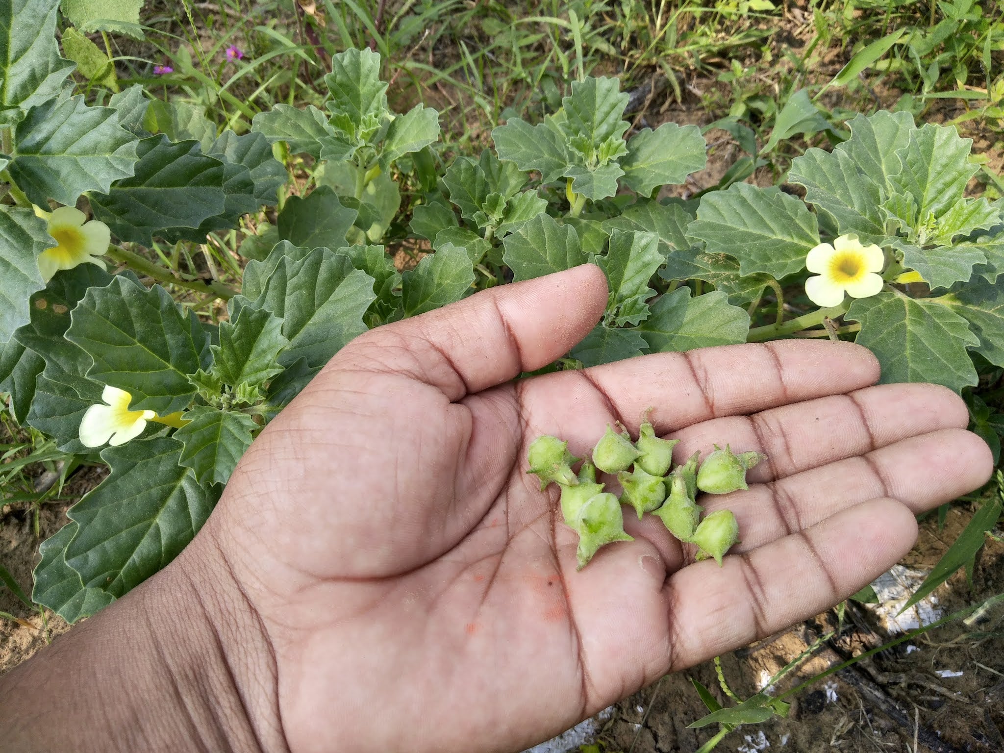 Goksuraka, Trikanata, Gokhru, Gokhuri, Gokshra, Devil’s thorn, Small Caltrop, Goat head, Puncture vine, Sharatte, Nerinjil, Betagokharu, Palleruveru, Bhakhra, Neggilu, Gokharu, Gokhri, Michirkand