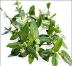 Bhringraj Leaves Powder / भृंगराज पत्तियां पाउडर/Eclipta alba/Bhangra Churna