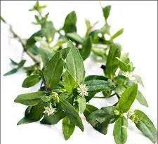 Bhringraj Leaves Powder / भृंगराज पत्तियां पाउडर/Eclipta alba/Bhangra Churna