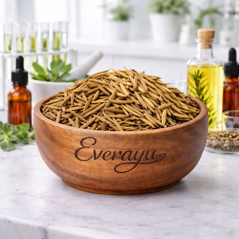 Indrajav Seeds Kadwa Indrajau Holarrhena pubescens Ayurvedic Seeds Natural Herb