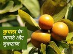Shudh Kuchla Churna Powder

What are the synonyms of Kuchla?
Strychnos nux-vomica, Visatindu, Kakatinduka, Ajraki, Habbul gurab, Kucila, Kuchila Poison-nut tree, Nux vomica, Konchala, Jher Kochla, Zer Kochalu, Kuchala, Kuchila, Bish tendu, Kanjihemushti, Manjira, Hemmushti, Ittongi, Kasarkayi, Kajjl, Kanniram, Kajra, Yettimaram, Kakotee, Ettikottai, Ettikkai, Mushti, Mushini, Azaraqi, Kupilu
