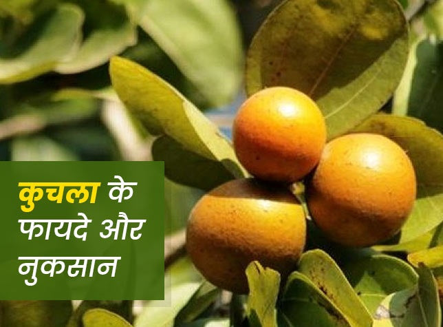 Shudh Kuchla Churna Powder

What are the synonyms of Kuchla?
Strychnos nux-vomica, Visatindu, Kakatinduka, Ajraki, Habbul gurab, Kucila, Kuchila Poison-nut tree, Nux vomica, Konchala, Jher Kochla, Zer Kochalu, Kuchala, Kuchila, Bish tendu, Kanjihemushti, Manjira, Hemmushti, Ittongi, Kasarkayi, Kajjl, Kanniram, Kajra, Yettimaram, Kakotee, Ettikottai, Ettikkai, Mushti, Mushini, Azaraqi, Kupilu

