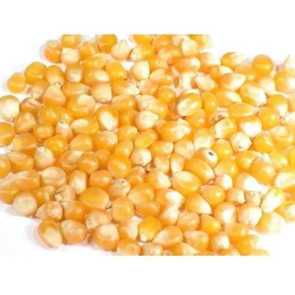 Yellow Maize /  पीला मक्का