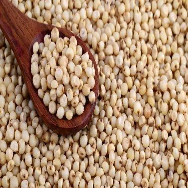 jawari / जावरी /Sorghum