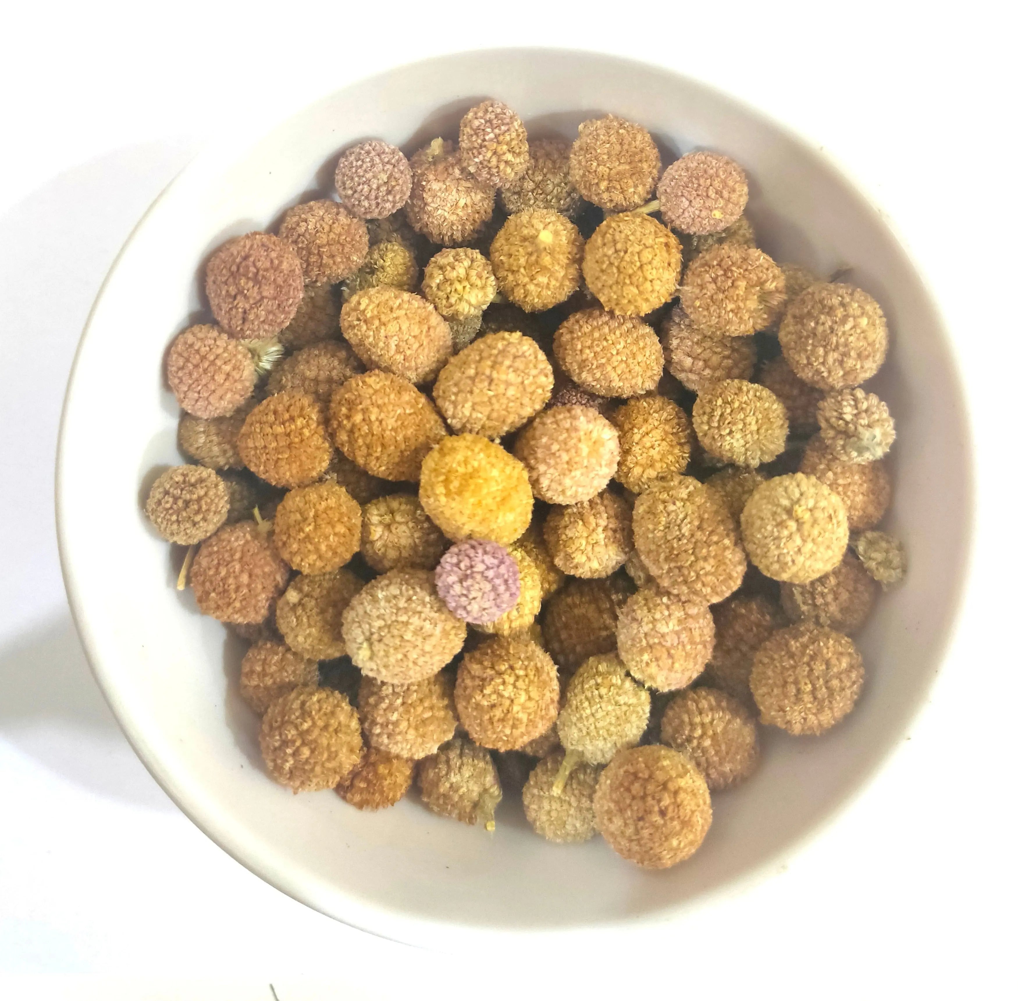 Gorakh Mundi / गोरखमुंडी / Asteraceae / Sphaeranthus indicus