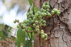 Umber chal Ghanvai Tablets- Gular bark -Ficus Carica -Sadaphala