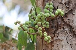 Umber chal Ghanvai Tablets- Gular bark -Ficus Carica -Sadaphala