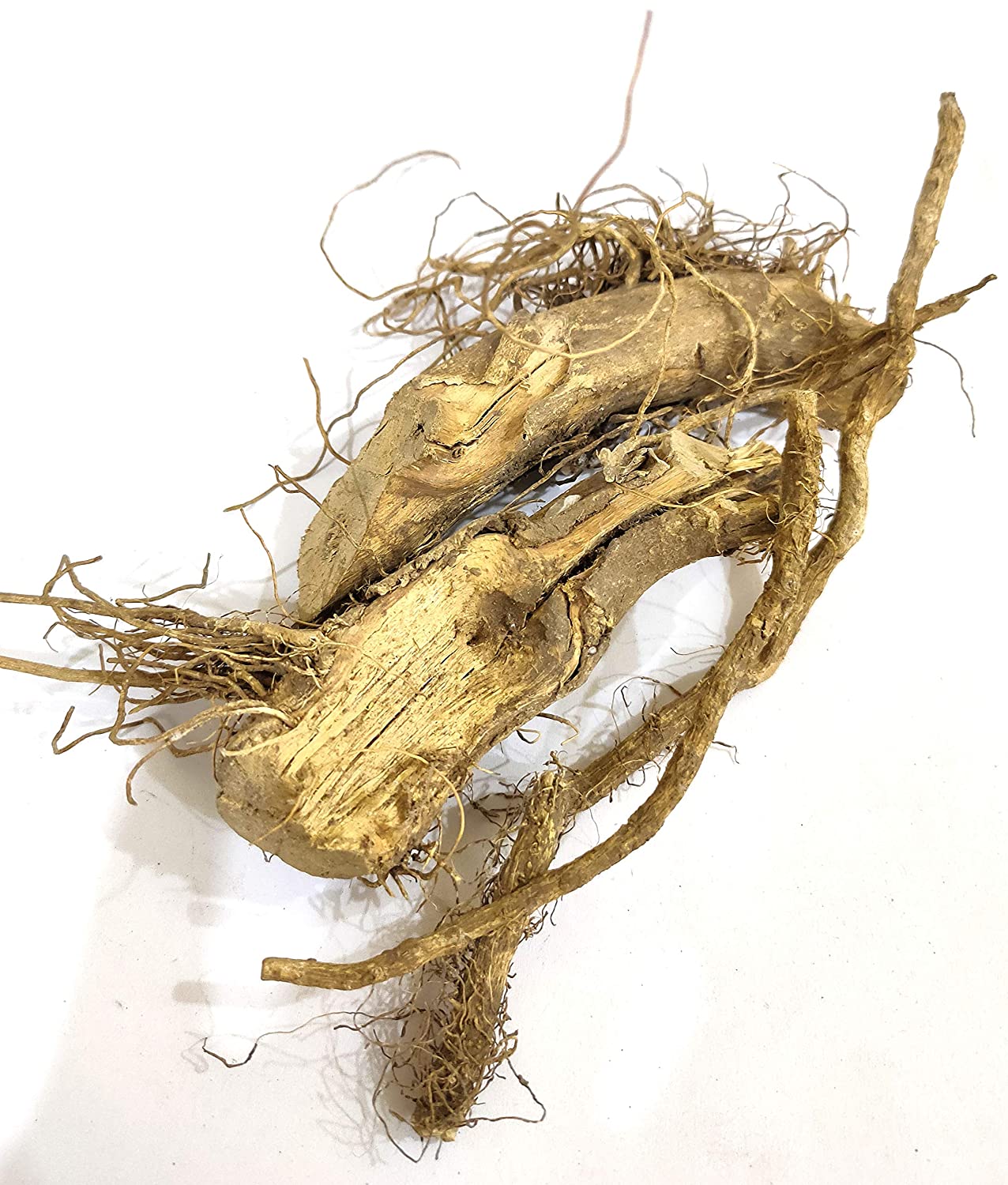 Kateri Jad Root-Solanum Xanthocarpum  Bhatkatiya Root  Kantakari-Katehli Katehri-(Ringni Mool) Kateli Nutrixia Food