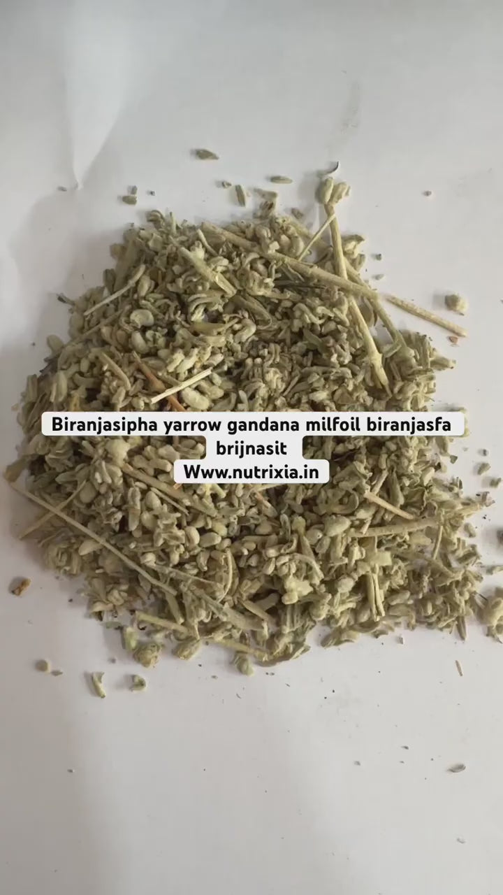 Biranjasipha- Gandana - Achillea millefolium - Yarrow - Milfoil - Biranjsafa