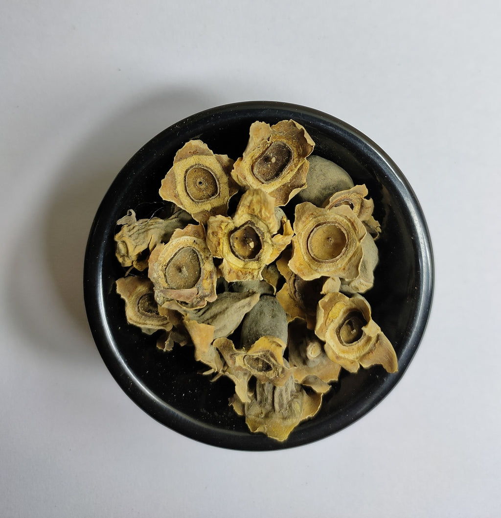 Bay Khumba (Careya arborea / Kumbhi) – Ayurvedic raw herb used in traditional formulations