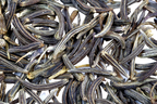 English : Black Caraway, Hindi : Kalajira, Sanskrit : Asitajiraka, Urdu : Zira Siyah, Kala Zira, Punjabi : Zira Siyah, Kalajira, Assamese : Krisnjeera, Ka1ajira, Kaljira, Bengali : Kala jira, Gujrati : Shahjirun, Kannada : Kari jeerige, Shahajeerige, Kashmiri : Krihunzur, Malayalam : Karunjiraka, Karinjeerakam, Marathi : Shahira, Shahajira, Oriya : Kalajira, Tamil : Karamjiragam, Shimai shambu, Telugu : Nalla Jeelakarra. 